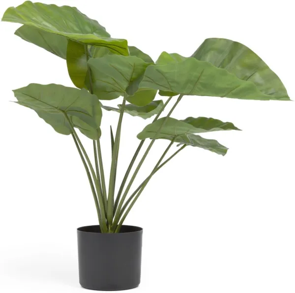 Alocasia, Tekokasvi, musta, H57x63x63 cm